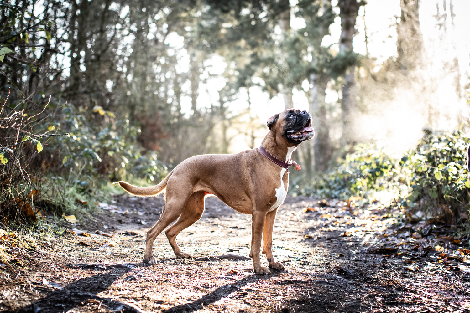 Boxer in the Woodland, Natural Dog Photography in the Cotswolds