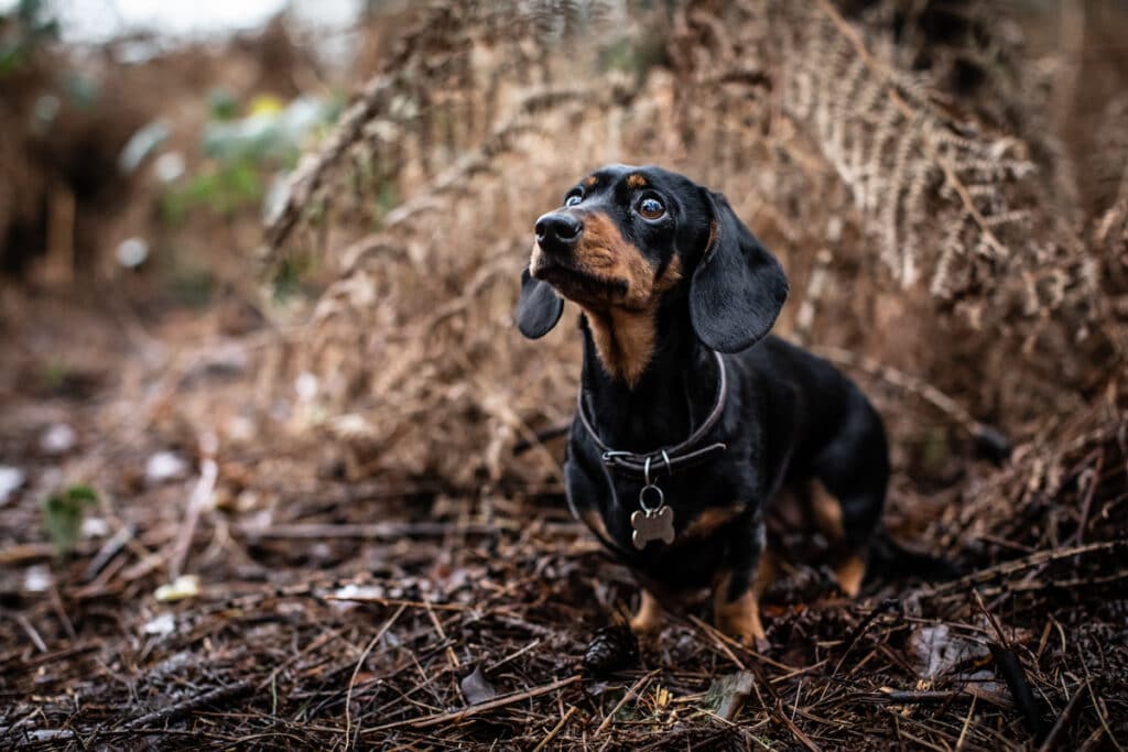 Daschund in the Woodland, Natural Dog Photography in the Cotswolds
